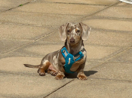 Isabella Dachshund