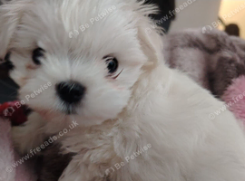 Cute faces baby maltese