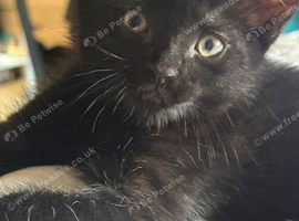 3boys 1 girl lovely kittens :))