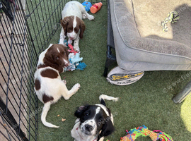 Lovely Sprockers looking forever home