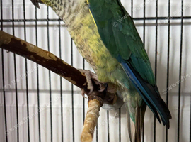 Green cheak conure