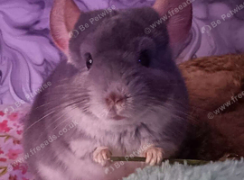 2 year old grey chinchilla