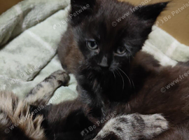 4 kittens