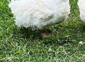 Pair sebastopol geese for sale