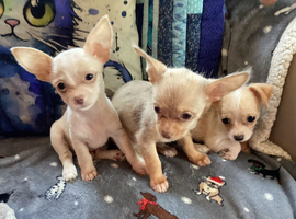Gorgeous tiny Chihuahua puppies