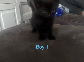 Kitten&rsquo;s ready to leave