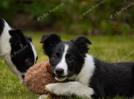 Black & white dog pup
