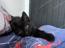 Boy kitten