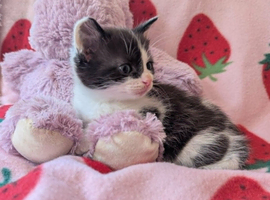 British Blue x kittens, flead/wormed/litter trained/socialised/   From &pound;80