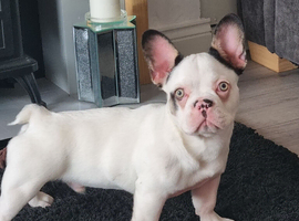 6 months old french bulldog