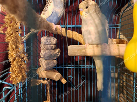 Baby budgies