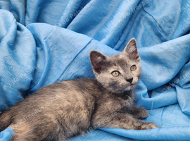 11 adorable kittens for sale