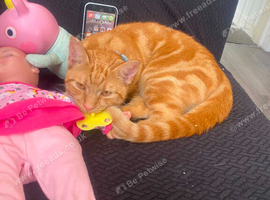 8 month old kitten. for sale. male cat.