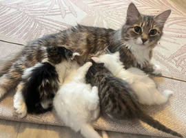 Four fluffy kittens