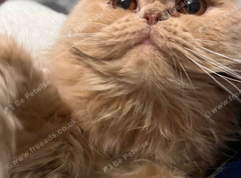 Perian Cat