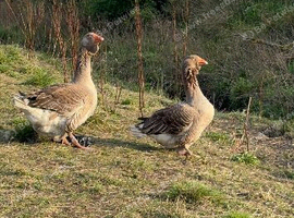Bonded pair