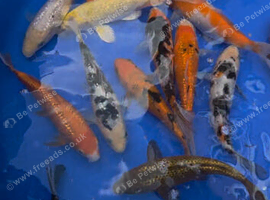 Koi carp available - 6-7inch High Grade