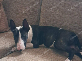 Male English bull terrier