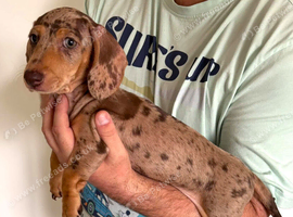 *+*+*+*+*+Fully KC REGD MINIATURE DACHSHUNDS ready now *+*+*+*+*+