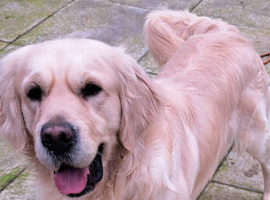 Golden retriever  boy