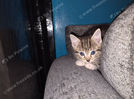 3 beautiful kittens