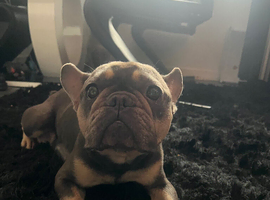 French bull dog cross old tyke English bulldog