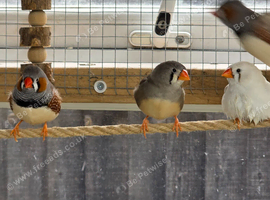 Zebra finches