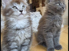 Maine coon pedigree kittens
