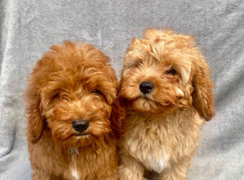 Red cavapoo puppies