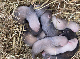 Ready start of July ferrets