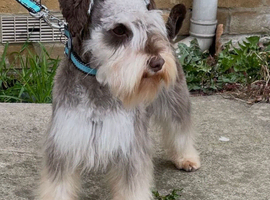 stunning miniature/toy Schnauzer For stud