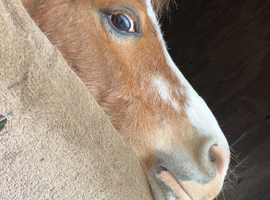 Mini pony wanted