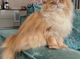Adorable British Longhair Looking For A Loving Forever Home