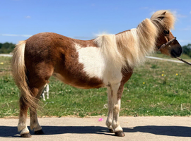 Sweet little coloured Shetland.