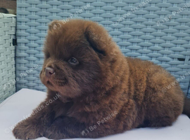 Last teddy bear puppy chow chow