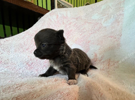 Blue chihuahua