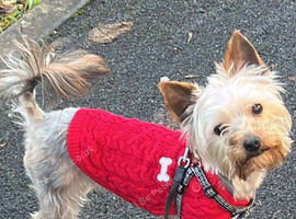 Yorkshire terrier