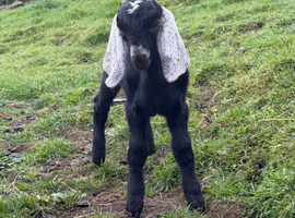 Pedigree Anglo Nubian kids for sale