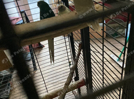 Kakariki babies  ready for new homes Now