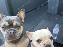 Male and female frenchies