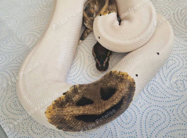 Various snakes available