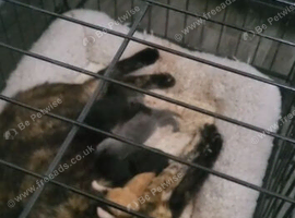 4 stunning kittens