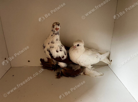 Show Pigeons