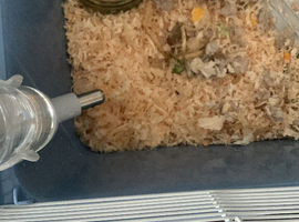 Small hamster