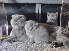 Scottish fold kittens