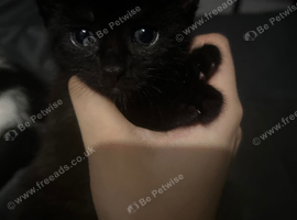 MY CUTE MIXED KITTENS