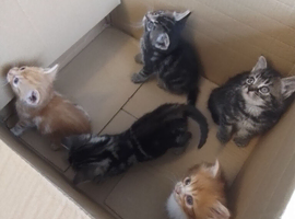 Three Gorgeous Bengal Tabby mixed kittens & 1 Ginger & white kittens