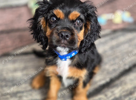 Beautiful cavalier king charles puppies