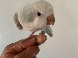 Tame baby Quaker