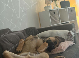 German shepherd x French bulldog